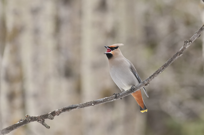 BohemianWaxwing_20130301_0352.jpg