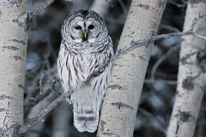 BarredOwl_20130318_0864.jpg