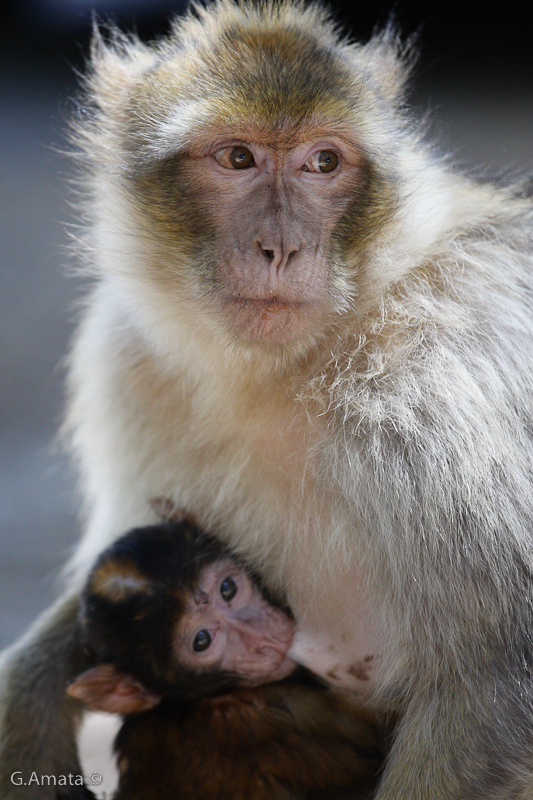 Macaca sylvanus & Son