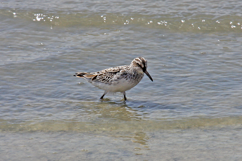 Broad-billed Sandpiper (Limicola falcinellus)