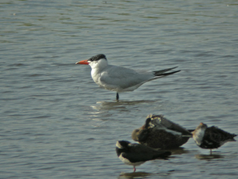 Caspian Tern (Sterna caspia)