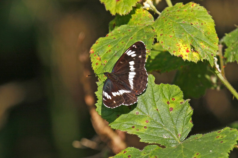 White Admiral (Limenitis camilla)