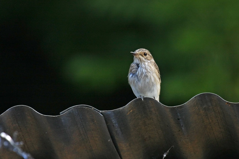 Spotted Flycatcher (Muscicapa striata)
