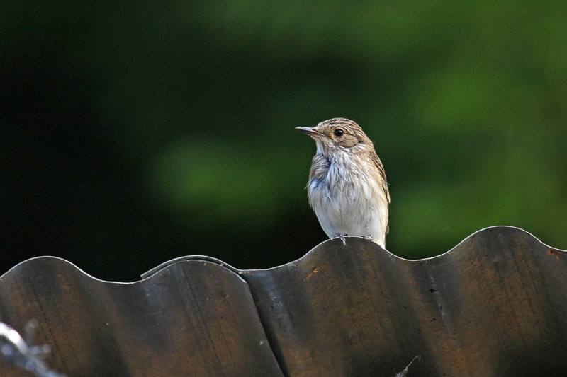 Spotted Flycatcher (Muscicapa striata)