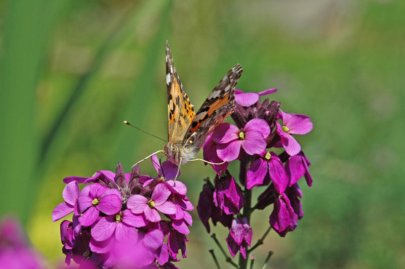 Painted Lady (Vanessa cardui)