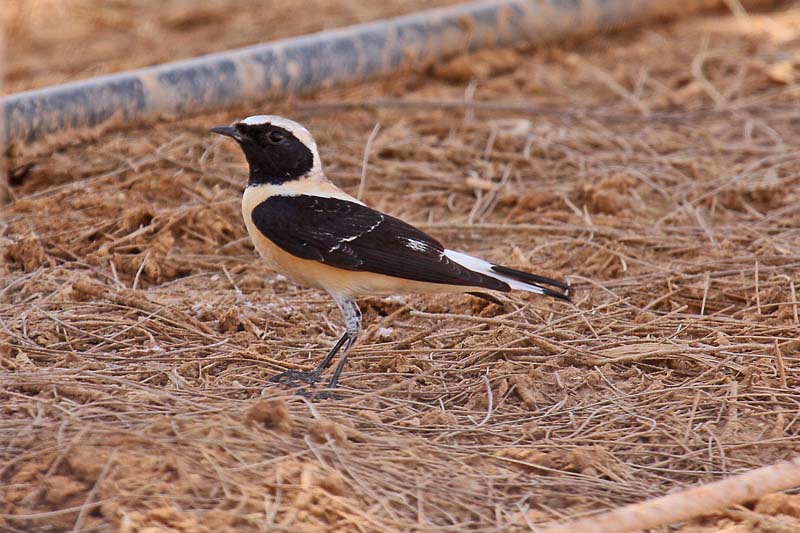 Eastern Black-eared Wheatear (Oenanthe hispanica melanoleuca)