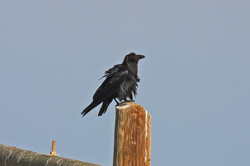 Fan-tailed Raven (Corvus rhipidurus stanleyi)