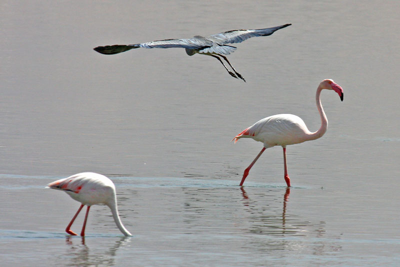 Greater Flamingo (Phoenicopterus roseus)