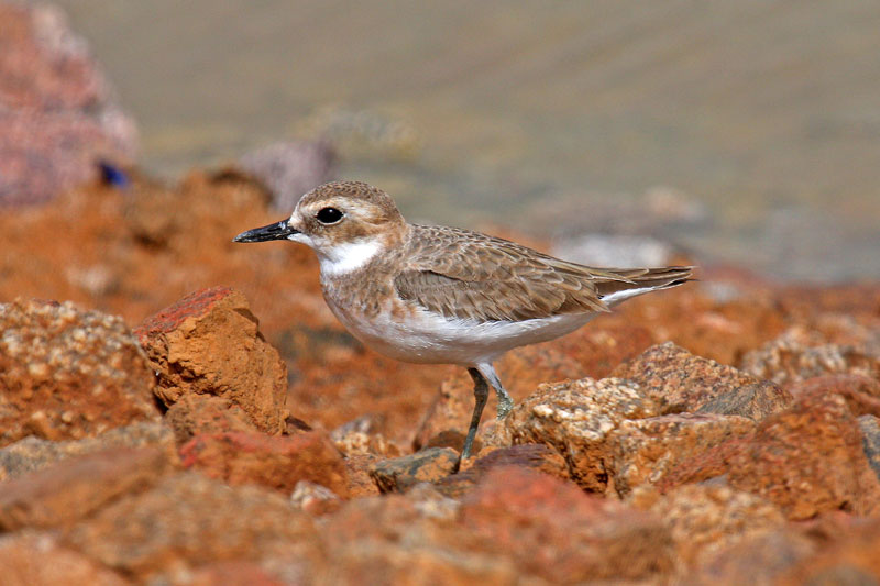 Greater Sand Plover (Charadrius leschenaultii columbinus)