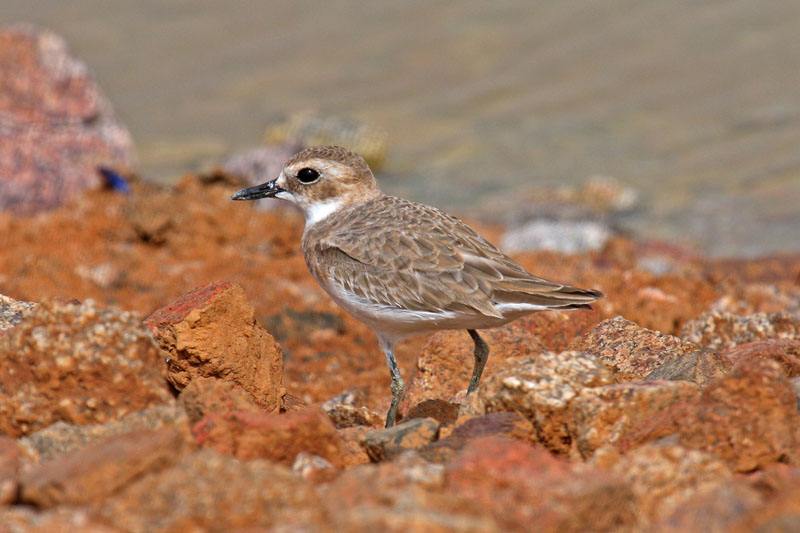 Greater Sand Plover (Charadrius leschenaultii columbinus)