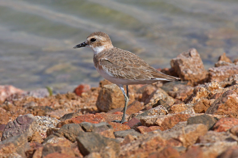 Greater Sand Plover (Charadrius leschenaultii columbinus)