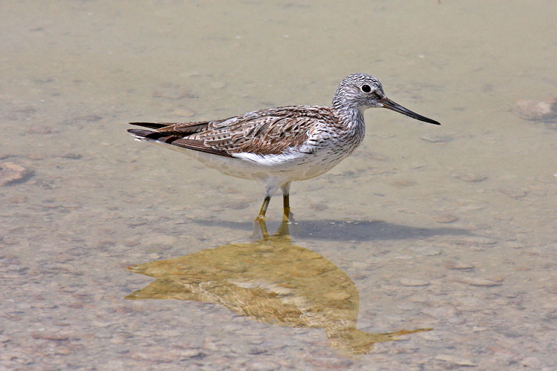 Greenshank (Tringa nebularia)