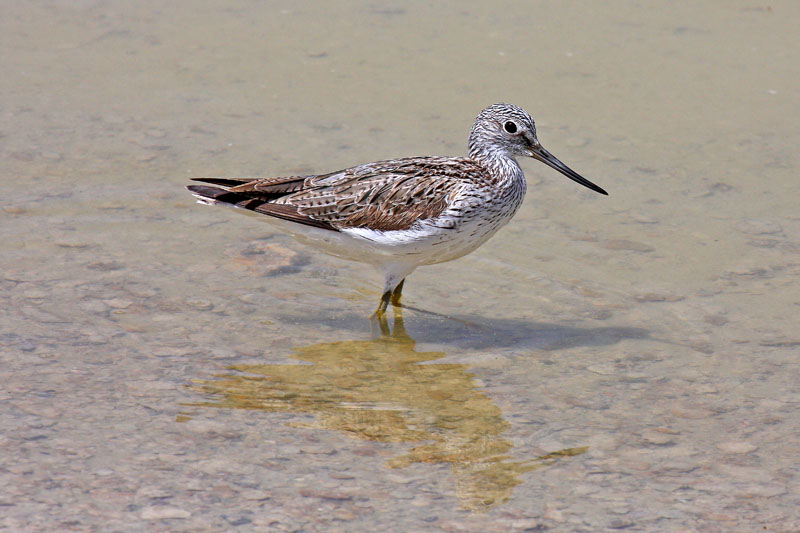 Greenshank (Tringa nebularia)