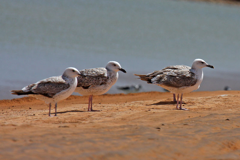 Heuglins Gull (Larus heuglini)