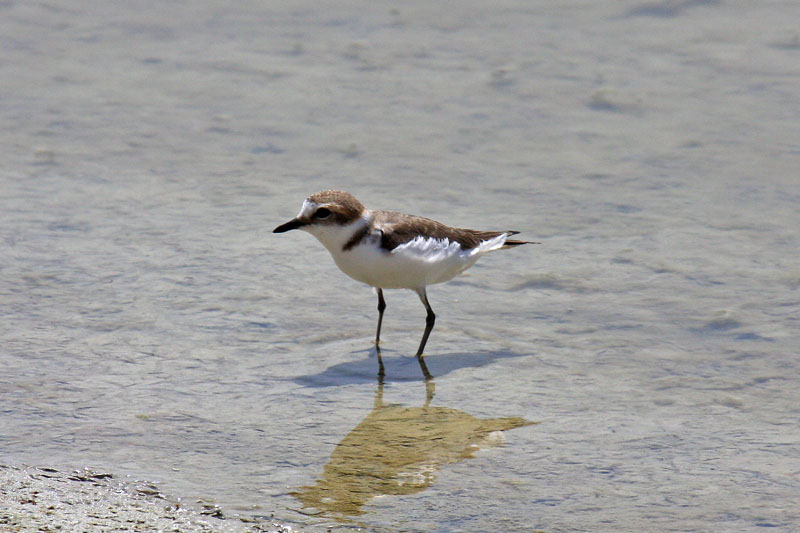 Kentish Plover (Charadrius alexandrinus alexandrinus)