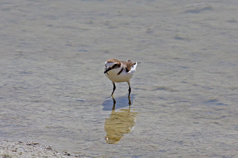 Kentish Plover (Charadrius alexandrinus alexandrinus)