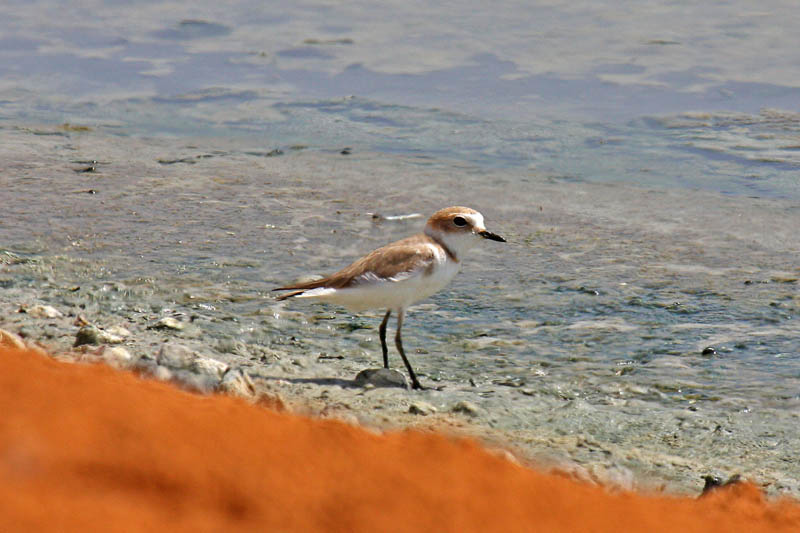 Kentish Plover (Charadrius alexandrinus alexandrinus)