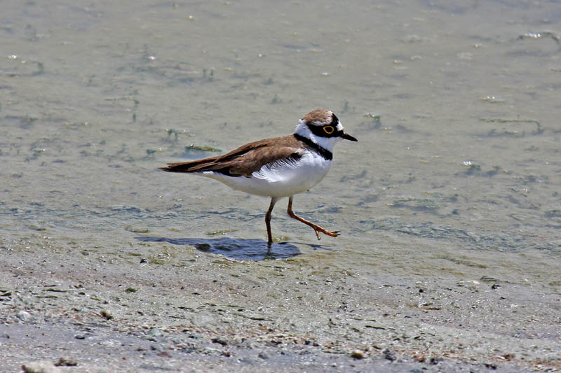 Little Ringed Plover (Charadrius dubius curonicus)