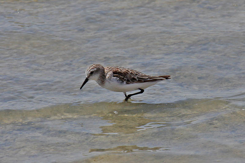 Little Stint (Calidirs minuta)
