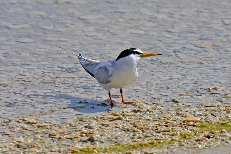Little Tern (Sterna albifrons)