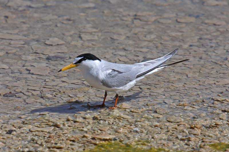 Little Tern (Sterna albifrons)