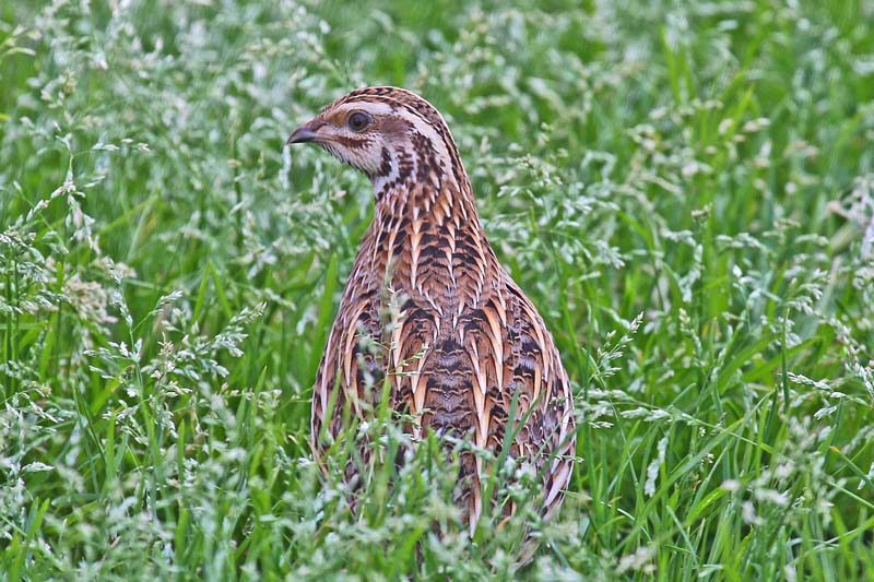 Quail (Coturnix coturnix)