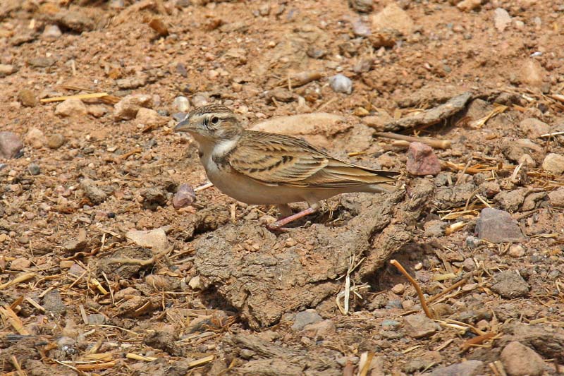 Short-toed Lark (Calandrella brachydactyla)