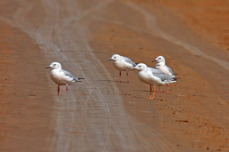 Slender-billed Gull (Larus genei)