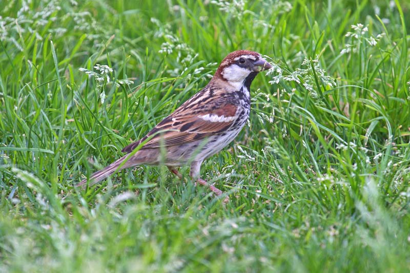 Spanish Sparrow (Passer hispaniolensis transcaspicus)