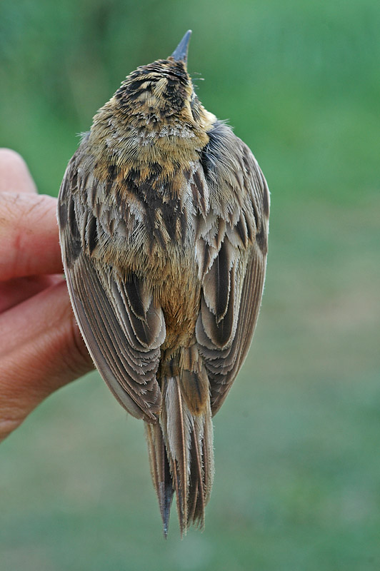 Aquatic Warbler (Acrocephalus paludicola)