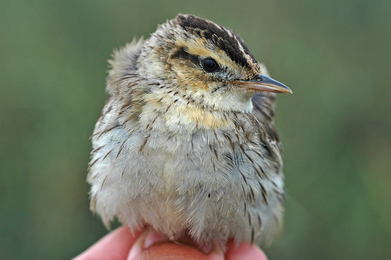 Aquatic Warbler (Acrocephalus paludicola)