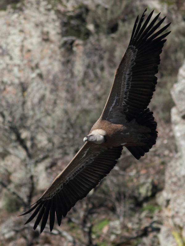 Griffon Vulture / Gsgam