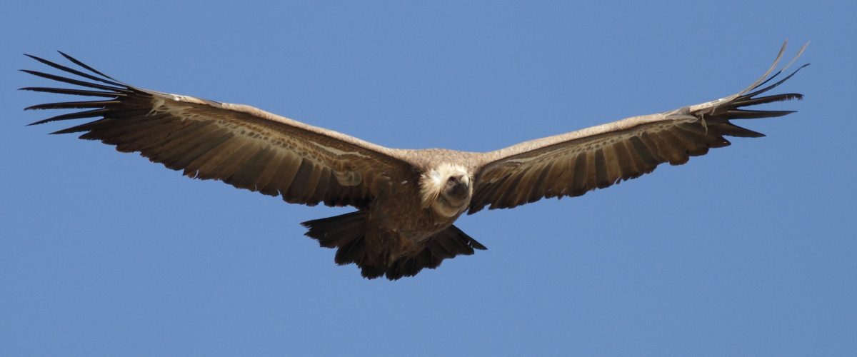 Griffon Vulture / Gsgam