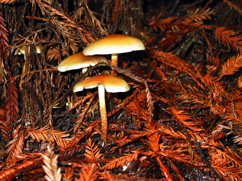 Mushrooms and Needles