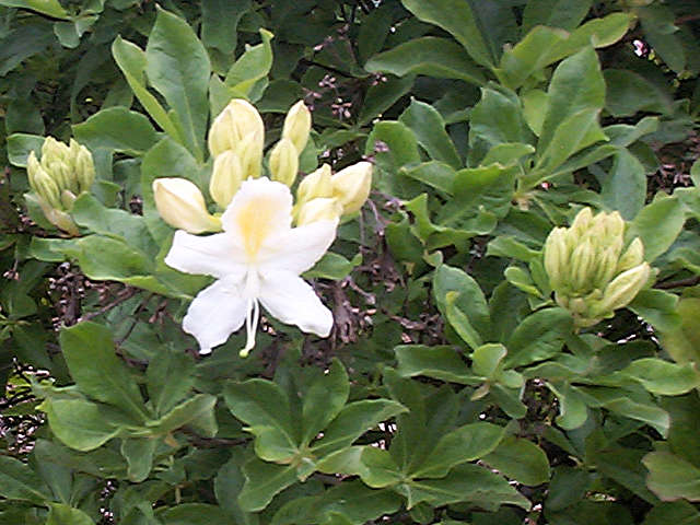 <i>occidentale</i> Palomar 303 seedling