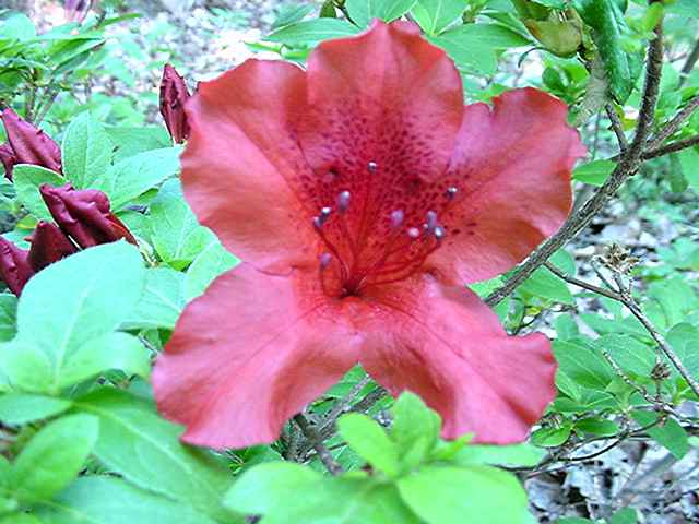 Cary Allen