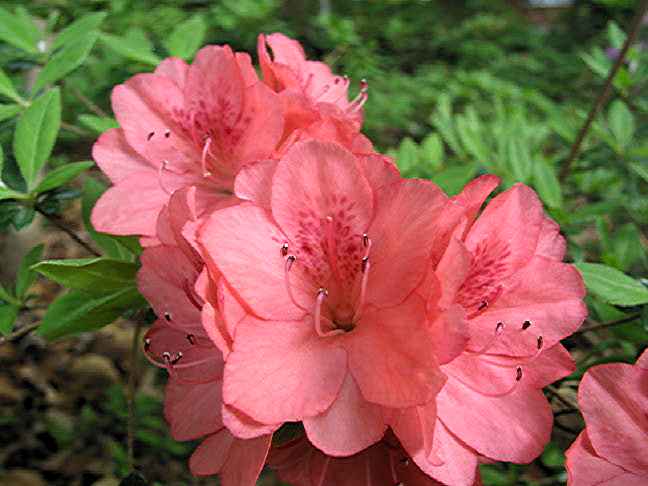 Blaauws Pink