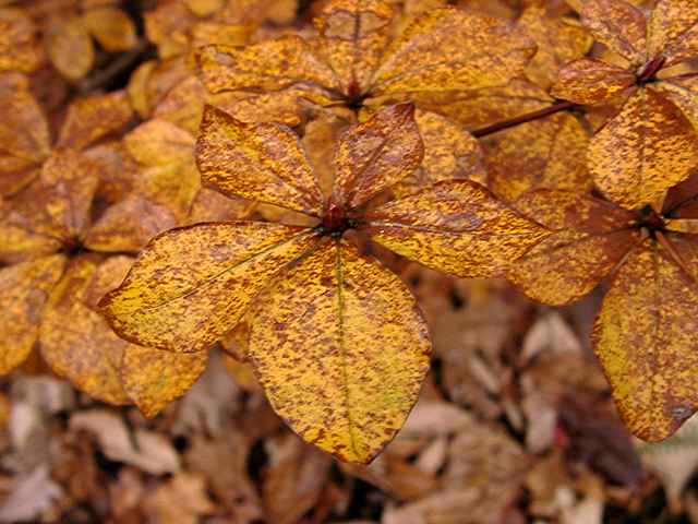 <i>quinquefolium</i>