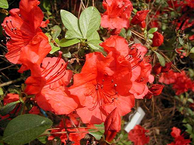 Girards Crimson