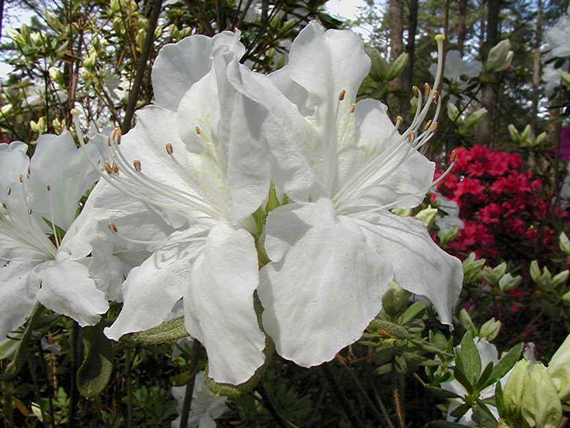 Pleasant White