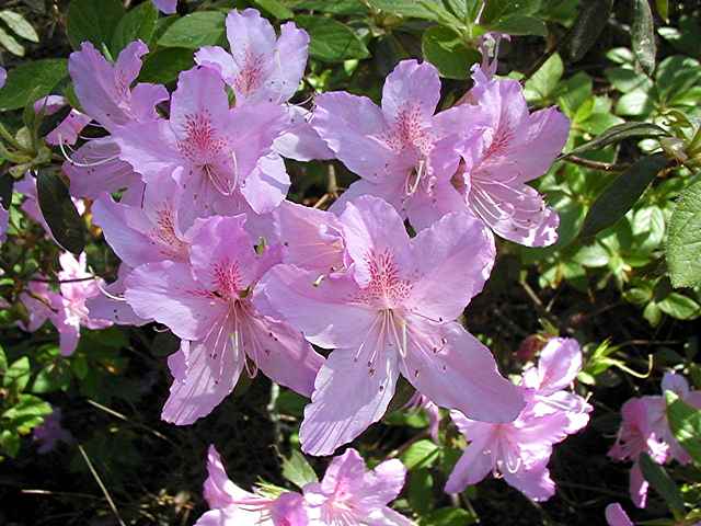 Lavender Supreme ?