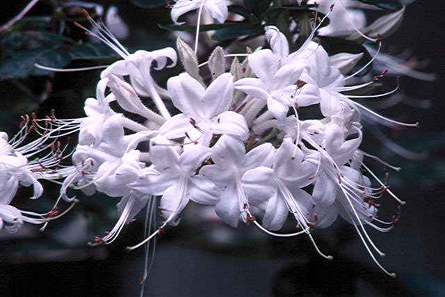 <i>viscosum</i>