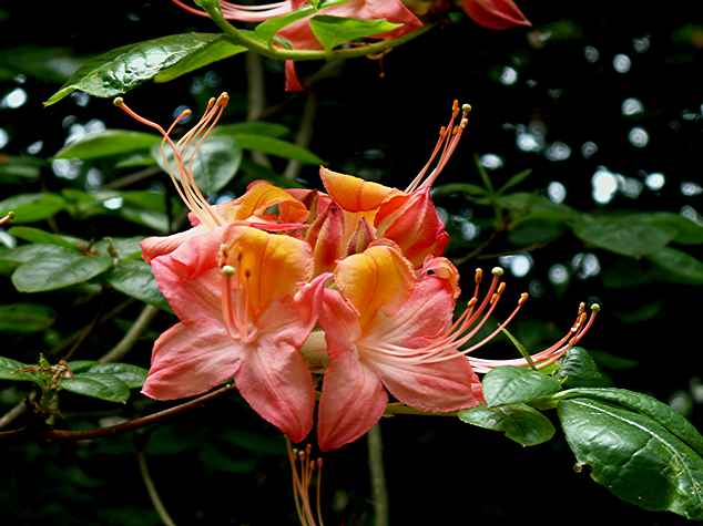 Coccineum Major