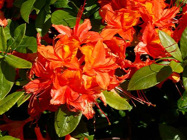 Coccineum Speciosum