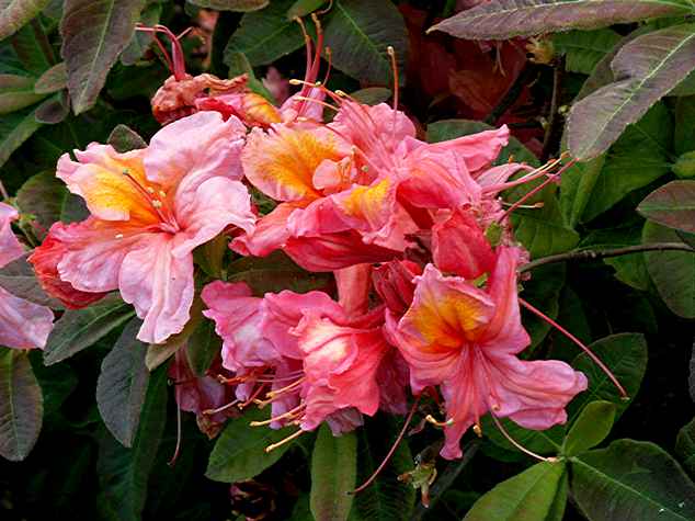 Girards Pink Delight ?