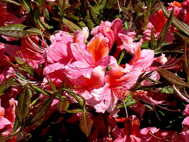 Pucella