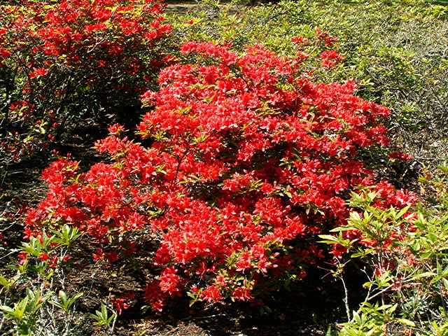 <i>kaempferi</i>