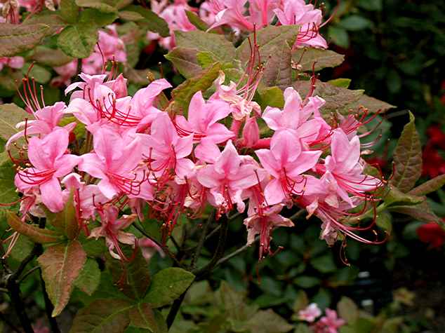 <i>prinophyllum</i>