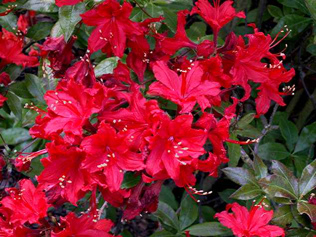 Wallowa Red