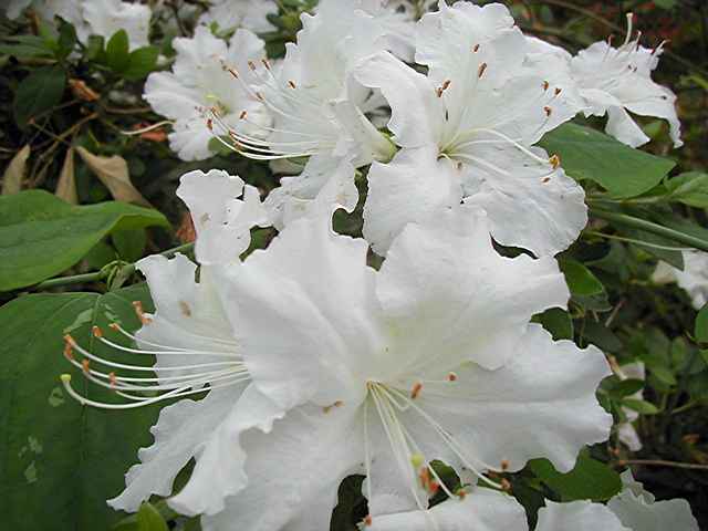 White Jade